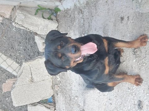 Dişi rottweiler