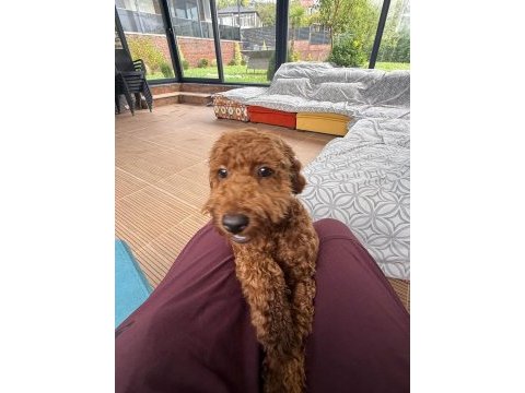 Sevimli toy poodle 6 aylık aşıları tam sahibinden