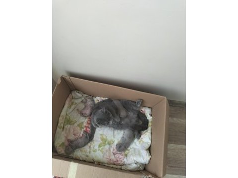 British shorthair yavrular rezerveye açıktır