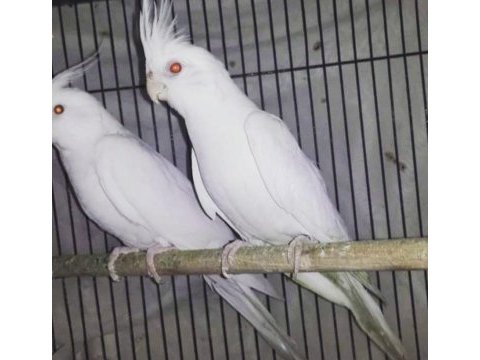 Yerli üretim sultan papağanları sahiplerini bekliyor