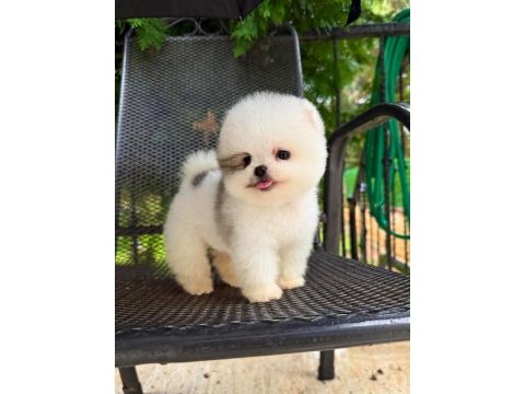 Taecup 2 adet dişi pomeranian