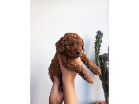 Kore kan dişi poodle