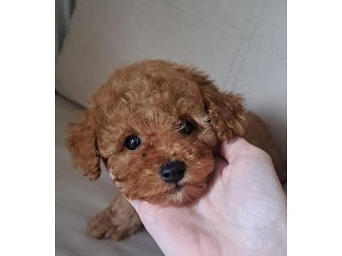 Yavru toy poodle