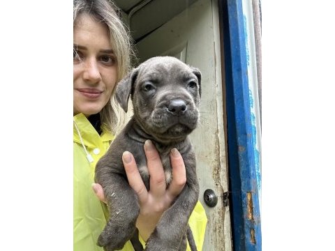 Geleceğin devi cane corso yavruları
