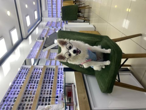 Pomeranian spitz