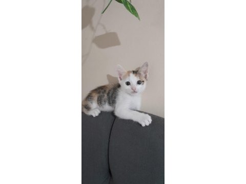 Nami'nin yavrularına yuva arıyoruz