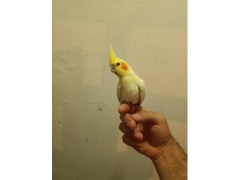 45 50 günlük ele alışkın full evcil lutino sultan bebekler