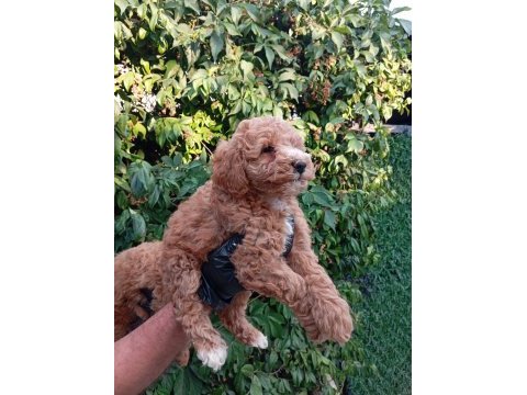Irk ve sağlık garantili poodle bebeklerimiz