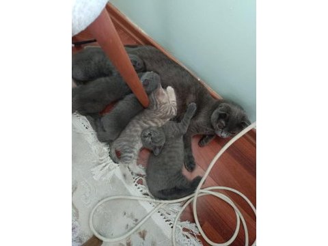 Ücretli sahiplendirilecek kediler