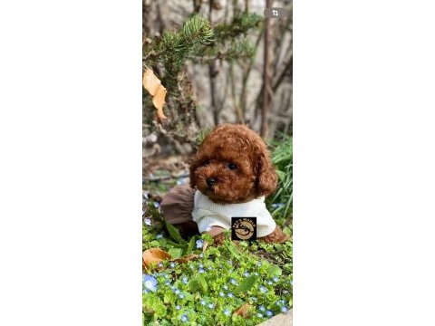 Pet’s world güvencesiyle toy poodle yavrularımız