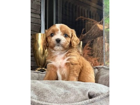 Cavapoo yavruları sağlık ve ırk garantili