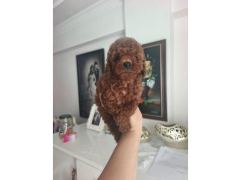 Toy poodle köpeği yavrularımız