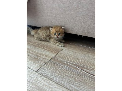 1 aylik british longhair bebik kedimize yuva arıyoruz.