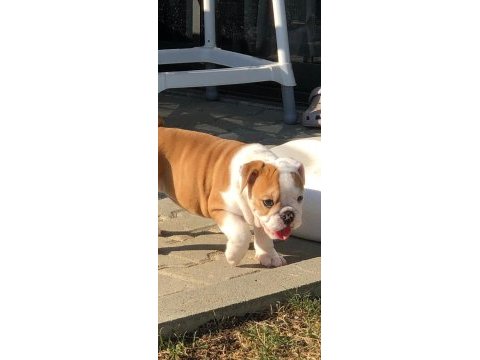 İngiliz bulldog bebeklerimiz