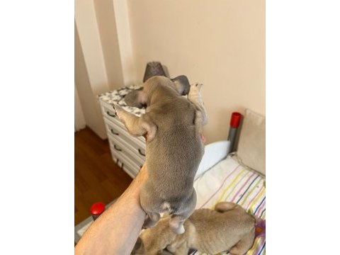 Erkek french bulldog