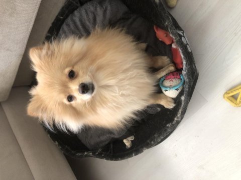 Ailevi sorunlar sebebi pomeranian boo