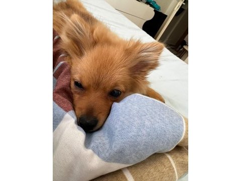Acil yavru spitz