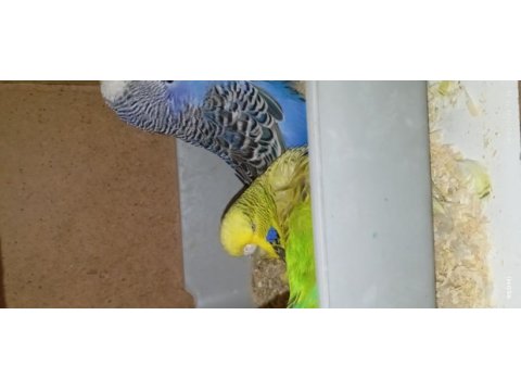 Show jumbo muhabbet kuşu vasıflı