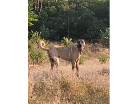 Dev yavru 90 üzerı anadolu çoban köpeği