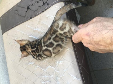 Show class bengal kedisi yavruları