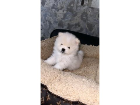 Pomeranian boo orjinal