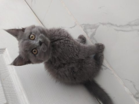 Sahiplendirmek istiyorum british shorthair 2.5 aylık