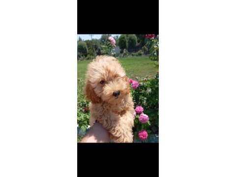Harika kalitede maltipoo yavrularımız