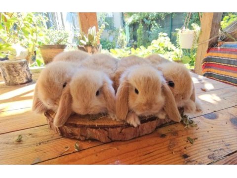 Mini lop ve cüce tavşan bebeklerimiz