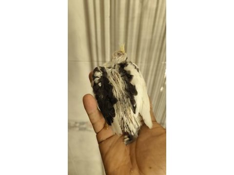 Sultan yavruları 2 aylik sarı siyah beyaz parçalı