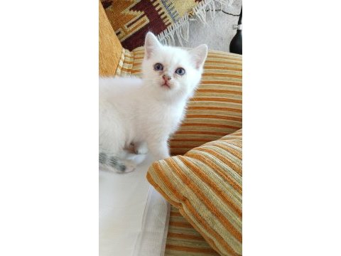 British longhair