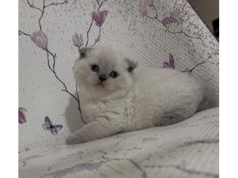 Bal küpü blue point scottish fold bebekler
