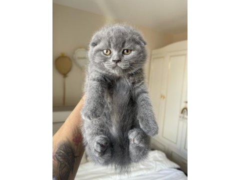 Top kafa scottish fold yavrumuz