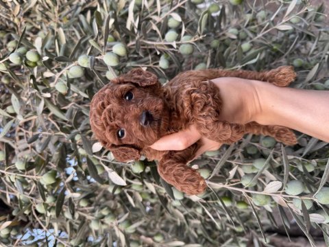 Sağlık ırk garantili poodle yavrular yeni yuvasını bekliyor