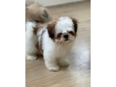 Oyun delisi prenses shih tzu