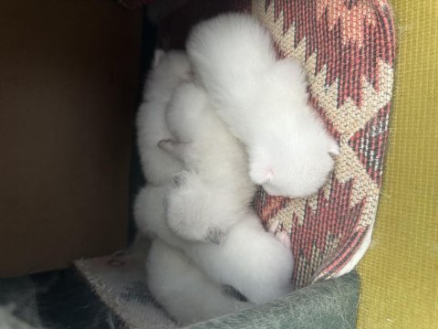 15-20 günlük scottish fold