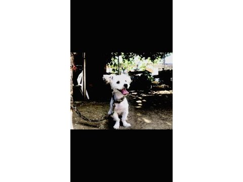 Ev üretimi 43 günlük morkie yavrular