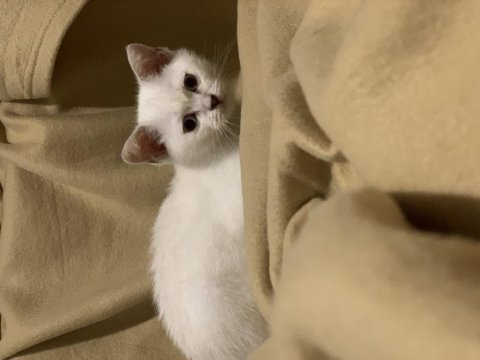 Adana anne altından british shorthair yavrular