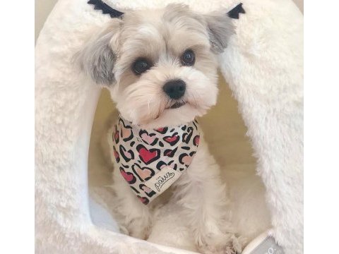 Yorkshire terrier eğitimli