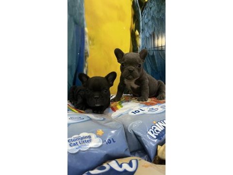 Blue ve siyah french bulldog bebekler