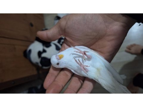 Ele aliskin daha 5 6 aylik erkek muhabbet kuşu bembeyaz