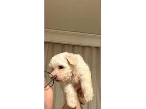 Maltese terrier 3 aylık oğlum