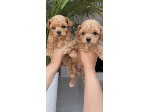 Toy poddle ve maltipoo