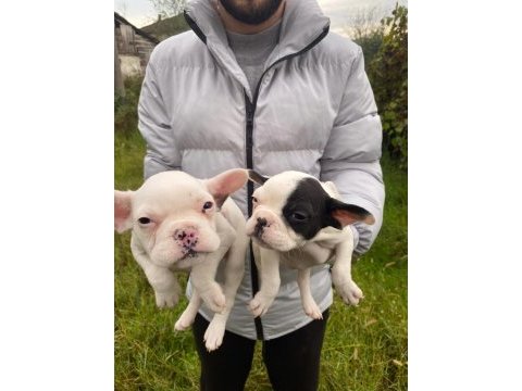 Üst sınıf french bulldog yavrularımız