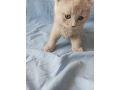 British creamy lilac ve silver british shorthair yavrular