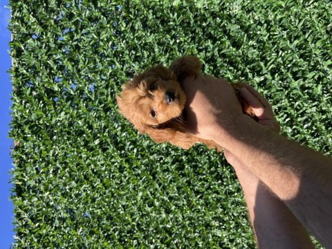 Poodle ayarında kaliteli yavrum yeni ailesini arıyor