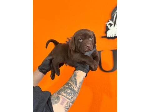 Ruhsatlı çiftlikten a kan labrador yavruları