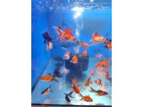 Yavru oranda japon balıklar