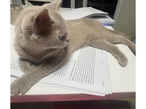 Çok acil sahiplendirme kedimiz