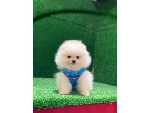 Blacks petshop garantisiyle pomeranian köpeklerimiz