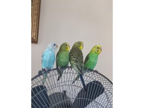Minik muhabbet kuşu bebekler